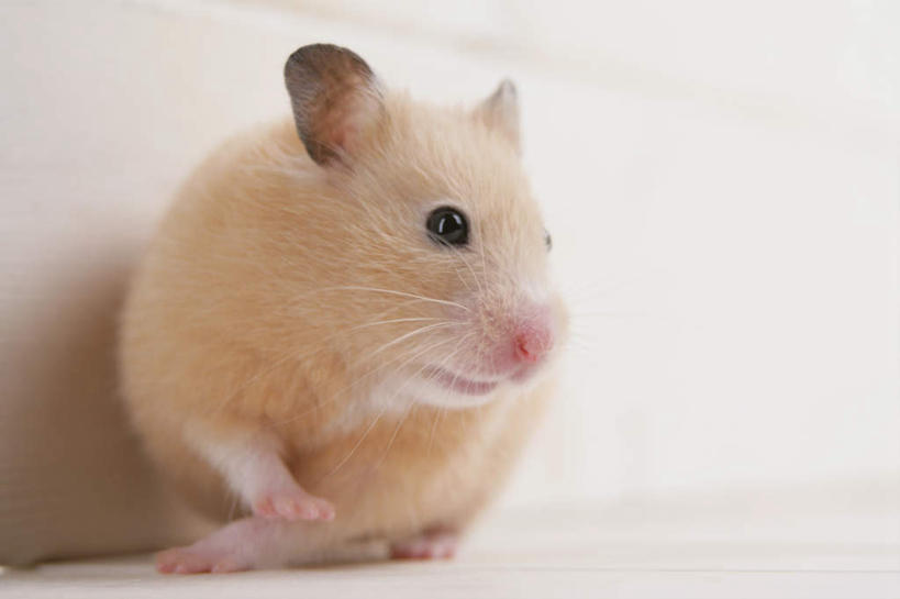 无人,坐,横图,室内,特写,白天,白色背景,正面,野生动物,老鼠,朦胧,模糊,仓鼠,注视,一只,动物,观察,看,可爱,摄影,活泼,影棚,观看,鼠,察看,关注,搬仓鼠,腮鼠,黄金地鼠,金黄地鼠,金毛鼠,金丝熊,叙利亚仓鼠,叙利亚地鼠,珍珠熊,坐着,半身,彩图,影棚拍摄,拍摄