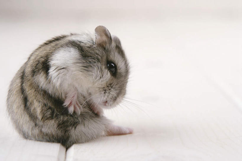 无人,坐,横图,室内,特写,白天,白色背景,侧面,野生动物,老鼠,仓鼠,注视,一只,动物,观察,看,可爱,摄影,活泼,影棚,观看,鼠,察看,关注,搬仓鼠,腮鼠,黄金地鼠,金黄地鼠,金毛鼠,金丝熊,叙利亚仓鼠,叙利亚地鼠,珍珠熊,坐着,彩图,全身,影棚拍摄,拍摄