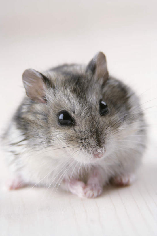 无人,坐,竖图,室内,特写,白天,白色背景,正面,野生动物,老鼠,仓鼠,注视,一只,动物,观察,看,可爱,摄影,活泼,影棚,观看,鼠,察看,关注,搬仓鼠,腮鼠,黄金地鼠,金黄地鼠,金毛鼠,金丝熊,叙利亚仓鼠,叙利亚地鼠,珍珠熊,坐着,彩图,全身,影棚拍摄,拍摄