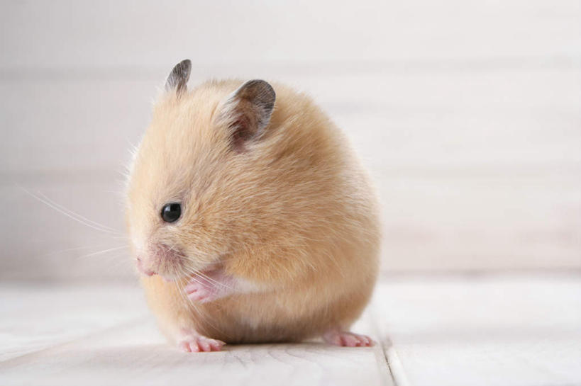 无人,坐,横图,室内,特写,白天,白色背景,正面,野生动物,老鼠,仓鼠,注视,一只,黄色,动物,观察,看,可爱,摄影,活泼,影棚,观看,鼠,察看,关注,搬仓鼠,腮鼠,黄金地鼠,金黄地鼠,金毛鼠,金丝熊,叙利亚仓鼠,叙利亚地鼠,珍珠熊,坐着,彩图,全身,影棚拍摄,拍摄