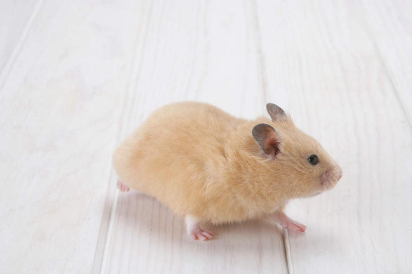 无人,坐,横图,室内,特写,白天,白色背景,正面,野生动物,老鼠,仓鼠,注视,一只,黄色,动物,观察,看,可爱,摄影,活泼,影棚,观看,鼠,察看,关注,搬仓鼠,腮鼠,黄金地鼠,金黄地鼠,金毛鼠,金丝熊,叙利亚仓鼠,叙利亚地鼠,珍珠熊,坐着,彩图,全身,影棚拍摄,拍摄