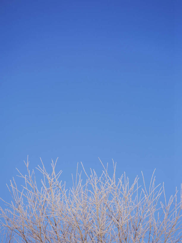 无人,竖图,室外,白天,仰视,旅游,度假,美景,雪,植物,大雪,北海道,日本,亚洲,阴影,光线,影子,冰,积雪,景观,雪景,冬季,冬天,娱乐,树,树木,蓝色,绿色,蓝天,天空,阳光,自然,天,享受,休闲,景色,放松,寒冷,生长,晴朗,成长,冰冷,自然风光,雾凇,东亚,万里无云,日本国,北海道地方,北海道岛,严寒,冰凉,酷寒,凛冽,凛凛,极冷,树挂,晴空,晴空万里,彩图,低角度拍摄