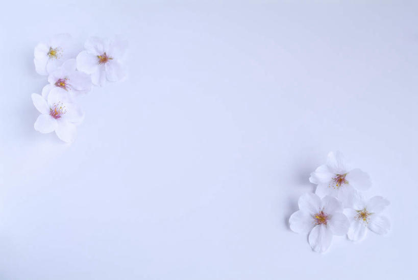 无人,横图,俯视,室内,特写,白天,白色背景,幸福,纯洁,桌面,桌子,樱花,阴影,盛开,光线,木制,影子,花蕾,花,花瓣,花朵,鲜花,木制品,花苞,花蕊,摄影,影棚,等待,生命,仙樱花,福岛樱,青肤樱,高尚,热烈,荆桃,彩图,高角度拍摄,影棚拍摄,拍摄