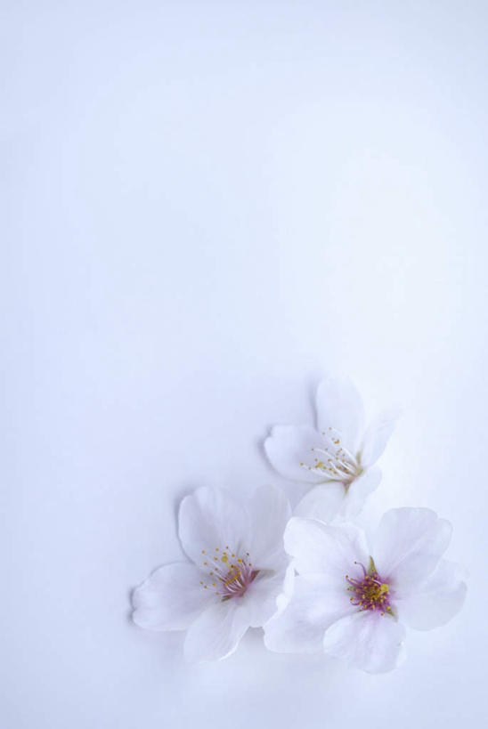 无人,竖图,俯视,室内,特写,白天,白色背景,幸福,纯洁,桌面,桌子,樱花,阴影,盛开,光线,木制,影子,花蕾,花,花瓣,花朵,鲜花,木制品,花苞,花蕊,摄影,影棚,等待,生命,仙樱花,福岛樱,青肤樱,高尚,热烈,荆桃,彩图,高角度拍摄,影棚拍摄,拍摄