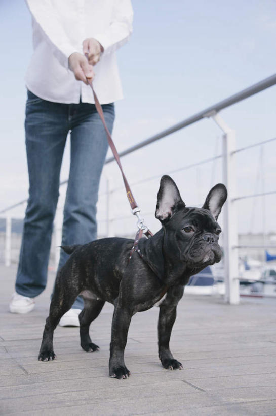 东方人,一个人,栏杆,站,竖图,室外,白天,仰视,宠物,狗,亚洲,仅一个年轻女性,仅一个女性,仅一个人,阴影,服装,光线,斗牛犬,影子,围栏,拿,拿着,注视,休闲装,黄种人,护栏,一只,衣服,蓝色,蓝天,天空,阳光,动物,天,观察,看,站着,休闲,休闲服,可爱,服饰,晴朗,观看,察看,关注,牛头犬,牵引绳,忠诚,英国斗牛犬,万里无云,斗牛狗,老虎狗,英国老虎犬,年轻女性,女人,女性,亚洲人,晴空,晴空万里,犬,站立,半身,彩图,低角度拍摄