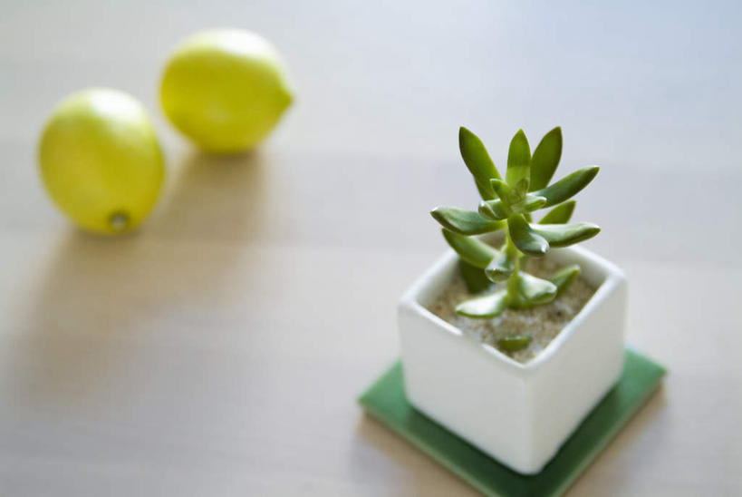 无人,家,客厅,横图,俯视,室内,特写,白天,植物,别墅,地板,家具,装修,建筑,柠檬,静物,水果,欧式,阴影,新鲜,装饰,光线,盆栽,影子,房屋,屋子,公寓,生食,食品,果实,盆景,地面,豪华,建设,现代,装潢,洋房,楼房,木地板,住宅,食物,绿色,自然,室内装潢,有机食品,绿色食品,生长,成长,样板房,明亮,起居室,舒适,家居装潢,房屋设计,地中海风格,古典风格,简约风格,室内设计,宽敞,样板房装潢,客堂,设计,益母果,柠果,彩图,高角度拍摄,房子