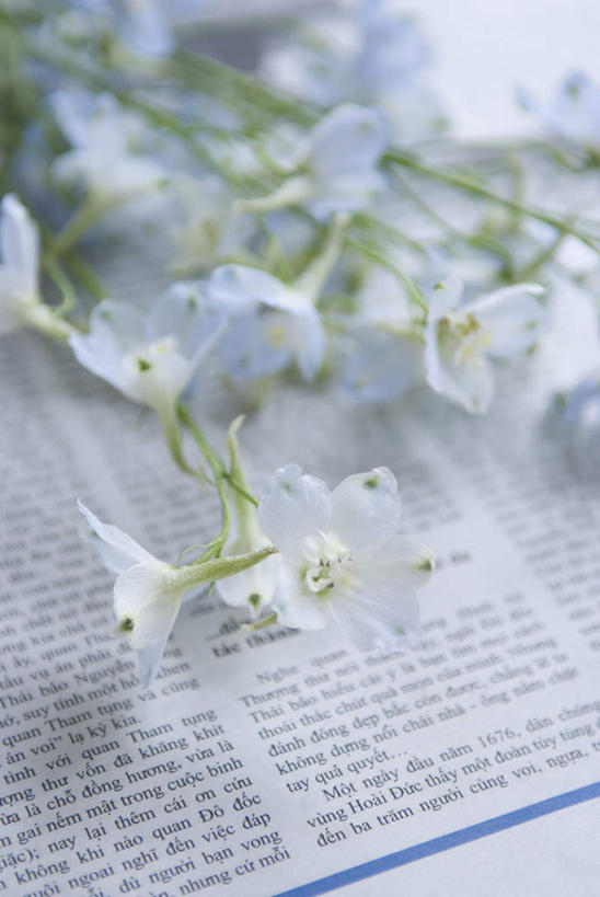 无人,竖图,俯视,室内,特写,白天,植物,报纸,阴影,朦胧,模糊,盛开,光线,信息,英文,标志,文字,影子,字符,字母,花蕾,标识,花,花瓣,花朵,鲜花,绿色,白色,自然,花苞,花蕊,生长,成长,英文字母,新闻,萝小花,翠雀,大花飞燕草,飞燕草,彩图,高角度拍摄,报刊