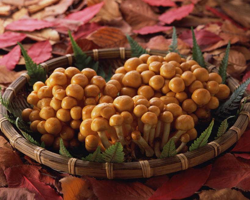 无人,交叉,横图,俯视,室内,特写,白天,竹子,叶子,阴影,竹制,编织,光线,篮子,影子,菌菇,生食,枫叶,枯叶,落叶,菌类,黄色,红色,竹篮,食用菌,摄影,影棚,枫树叶,竹条,交织,竹制品,滑子菇,珍珠菇,滑菇,穿插,叶,叶片,彩图,高角度拍摄,影棚拍摄,拍摄