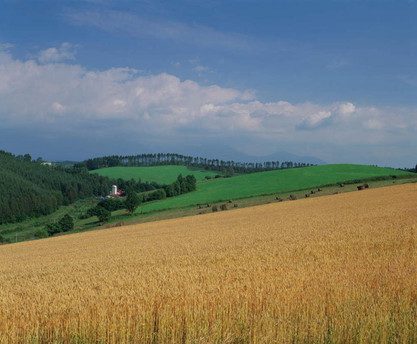 无人,农田,横图,室外,白天,正面,旅游,度假,农业,庄稼,农作物,小麦,草地,草坪,石头,美景,山,山脉,植物,北海道,日本,亚洲,阴影,丰收,光线,石子,影子,稻田,地平线,景观,山顶,山峰,云,云朵,辽阔,谷物,地面,山峦,云彩,娱乐,草,树,树木,蓝色,绿色,白云,蓝天,天空,阳光,自然,群山,天,享受,休闲,广阔,景色,放松,麦子,生长,收获,晴朗,成长,一望无际,自然风光,延伸,东亚,沉积岩,日本国,天地相交,北海道地方,北海道岛,美瑛町,美瑛,无边无际,一马平川,颠峰,极峰,水成岩,石块,岩石,晴空,彩图,耕地,庄稼田
