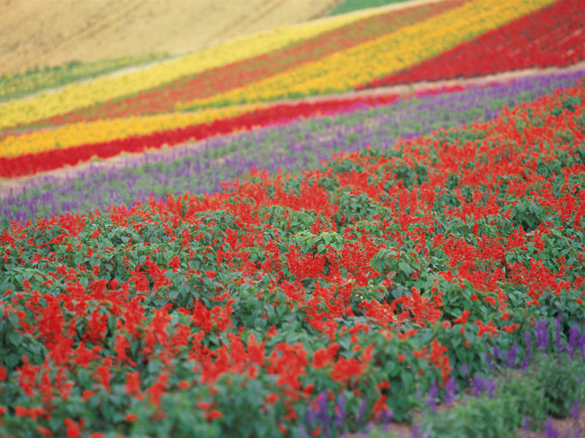 无人,家庭,横图,室外,白天,正面,爱情,旅游,度假,智慧,花海,花圃,美景,叶子,北海道,日本,亚洲,阴影,盛开,光线,影子,景观,云,云朵,花蕾,云彩,娱乐,花瓣,花朵,鲜花,蓝色,绿色,白云,蓝天,天空,阳光,自然,花丛,花束,花田,天,花苞,花蕊,享受,休闲,景色,放松,晴朗,鸡冠花,鼠尾草,自然风光,东亚,日本国,北海道地方,北海道岛,美瑛町,理性,鸡髻花,老来红,芦花鸡冠,美瑛,真挚,坚贞,鸡公花,晴空,彩图