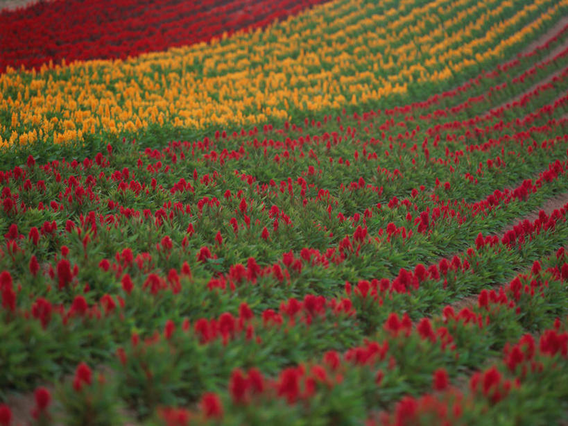 无人,横图,俯视,彩色,室外,白天,爱情,旅游,度假,花海,花圃,美景,叶子,北海道,日本,亚洲,一排,整齐,盛开,景观,花蕾,娱乐,花,花瓣,花朵,鲜花,排列,绿色,自然,花丛,花束,花田,花苞,花蕊,享受,休闲,景色,放松,鸡冠花,队列,自然风光,东亚,日本国,北海道地方,北海道岛,美瑛町,鸡髻花,老来红,芦花鸡冠,美瑛,真挚,坚贞,鸡公花,彩图,高角度拍摄