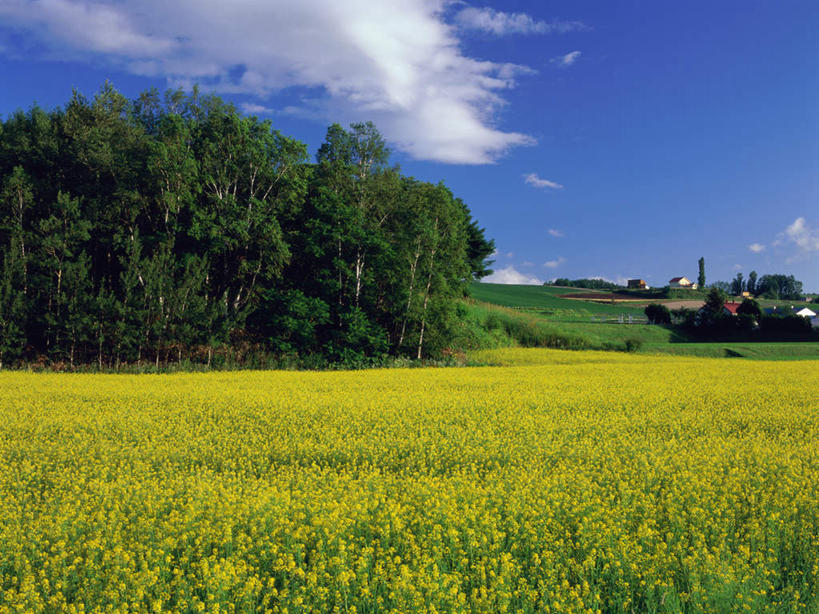 无人,横图,室外,白天,正面,旅游,度假,美景,树林,植物,北海道,日本,亚洲,盛开,景观,云,云朵,花蕾,云彩,娱乐,花,花瓣,花朵,鲜花,树,树木,黄色,蓝色,绿色,白云,蓝天,天空,自然,天,花苞,花蕊,油菜花,享受,休闲,景色,放松,生长,成长,自然风光,东亚,日本国,北海道地方,北海道岛,富良野,道北,富良野市,彩图,芸苔,芸薹,上川支厅