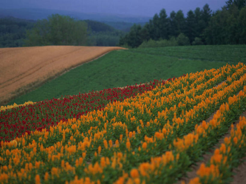无人,横图,室外,白天,正面,爱情,旅游,度假,花海,花圃,美景,植物,叶子,北海道,日本,亚洲,盛开,景观,花蕾,娱乐,花,花瓣,花朵,鲜花,树,树木,蓝色,绿色,蓝天,天空,自然,花丛,花束,花田,天,花苞,花蕊,享受,休闲,景色,放松,生长,成长,鸡冠花,自然风光,东亚,日本国,北海道地方,北海道岛,鸡髻花,老来红,芦花鸡冠,真挚,坚贞,鸡公花,彩图