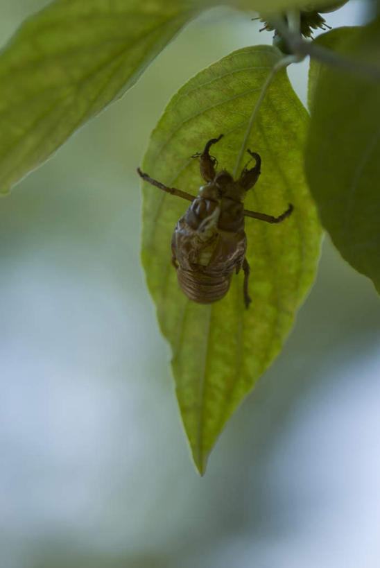 无人,竖图,俯视,室外,特写,白天,植物,蝉,叶子,日本,亚洲,朦胧,模糊,昆虫,纹理,绿叶,注视,一只,绿色,动物,观察,看,趴着,嫩叶,观看,察看,关注,东亚,肌理,日本国,害虫,蚱蝉,叶,叶片,叶脉,知了,趴,彩图,高角度拍摄,全身