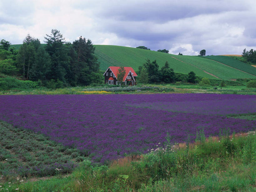 无人,家,横图,室外,白天,正面,爱情,旅游,度假,草地,草坪,美景,植物,北海道,日本,亚洲,盛开,房屋,屋子,景观,云,云朵,浪漫,花蕾,云彩,娱乐,楼房,住宅,草,花,花瓣,花朵,鲜花,树,树木,蓝色,绿色,紫色,白云,蓝天,天空,自然,香草,天,花苞,花蕊,薰衣草,享受,休闲,景色,放松,生长,成长,自然风光,呼吸,东亚,日本国,北海道地方,北海道岛,美瑛町,灵香草,黄香草,香水植物,美瑛,奇迹,彩图,房子