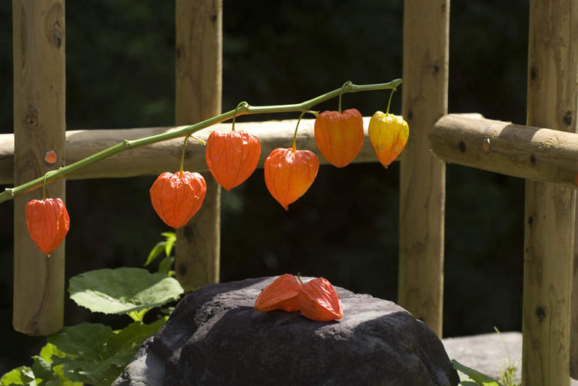 无人,横图,室外,白天,正面,石头,叶子,照明,日本,亚洲,许多,吊挂,悬挂,灯笼,石子,纸灯笼,绿叶,挂,灯具,橙色,嫩叶,照亮,照明设备,东亚,日本国,白鹤花,白玉簪,玉春棒,玉簪花,宽和,恬静,叶,叶片,石块,岩石,彩图