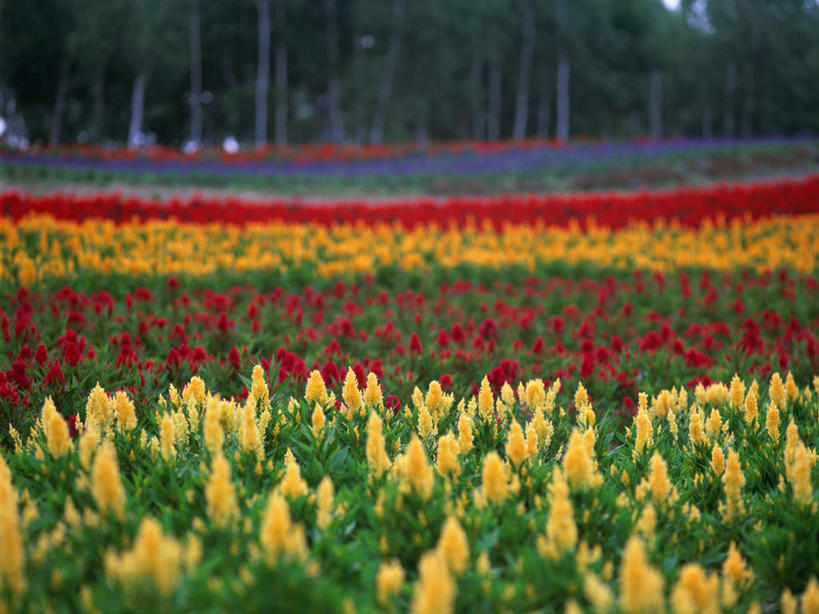 无人,农田,横图,室外,白天,正面,爱情,旅游,度假,庄稼,农作物,花海,花圃,美景,植物,叶子,北海道,日本,亚洲,盛开,景观,花蕾,娱乐,花,花瓣,花朵,花卉,鲜花,树,树木,绿色,自然,花丛,花束,花田,花苞,花蕊,享受,休闲,景色,放松,生长,成长,鸡冠花,自然风光,东亚,日本国,北海道地方,北海道岛,美瑛町,鸡髻花,老来红,芦花鸡冠,美瑛,真挚,坚贞,鸡公花,彩图,耕地,庄稼田