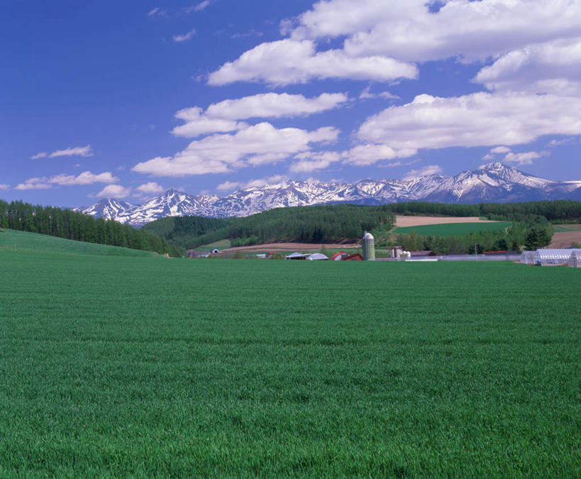 无人,农田,横图,室外,白天,正面,旅游,度假,庄稼,农作物,小麦,石头,美景,森林,山,山脉,树林,植物,北海道,日本,亚洲,阴影,光线,石子,影子,景观,山顶,山峰,云,云朵,谷物,山峦,云彩,娱乐,树,树木,蓝色,绿色,白云,蓝天,天空,阳光,自然,群山,天,享受,休闲,景色,放松,麦子,生长,晴朗,成长,自然风光,东亚,沉积岩,日本国,北海道地方,北海道岛,富良野,道北,富良野市,颠峰,极峰,水成岩,石块,岩石,晴空,彩图,耕地,庄稼田,上川支厅