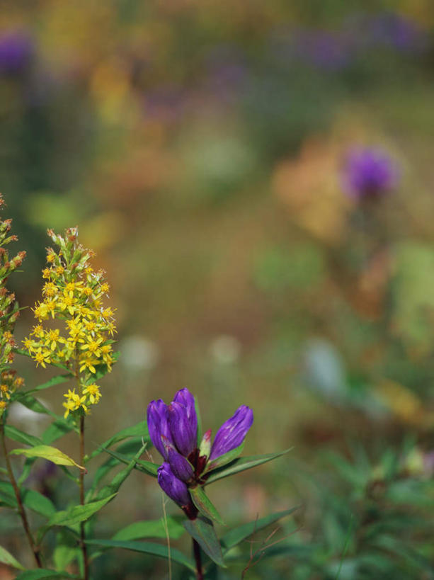 无人,竖图,室外,特写,白天,正面,旅游,度假,美景,叶子,日本,亚洲,许多,朦胧,模糊,盛开,景观,绿叶,花蕾,娱乐,花,花瓣,花朵,鲜花,黄色,紫色,自然,花苞,花蕊,享受,休闲,嫩叶,景色,放松,自然风光,东亚,本州,关东地方,本州岛,日本国,群马,群马县,秋麒麟草,孤独,叶,叶片,彩图