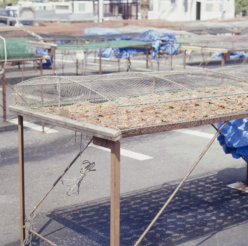 海鲜,无人,家,横图,室外,白天,正面,植物,比目鱼,许多,阴影,光线,鱼,瓷砖,地砖,影子,支架,房屋,屋子,地面,水产,楼房,海洋生物,住宅,树,树木,绿色,阳光,自然,晒,生长,成长,水生动物,海产品,水生物,海底动物,鲽鱼,彩图,房子