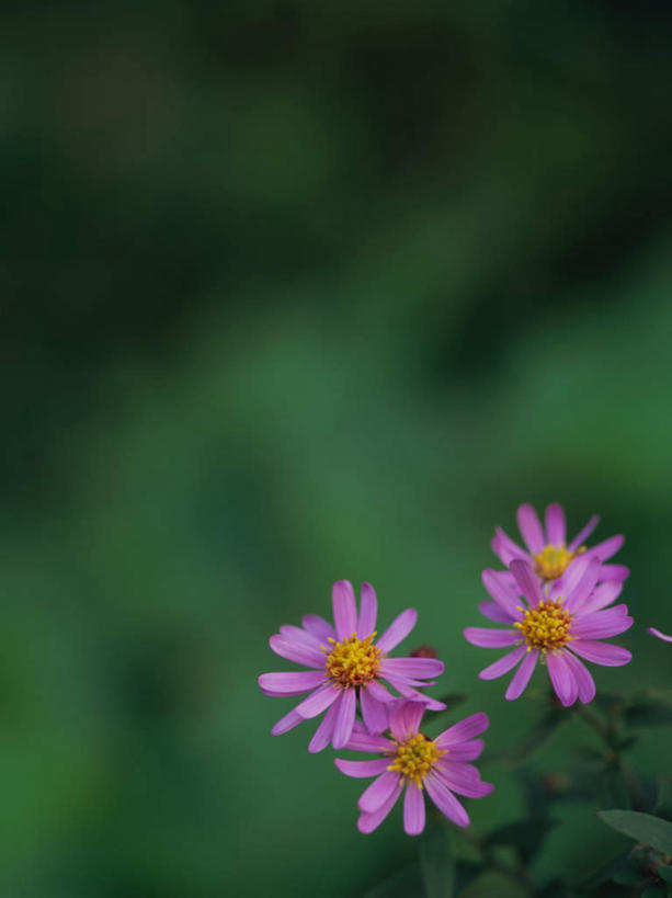 无人,竖图,室外,特写,白天,正面,美景,植物,叶子,四朵,朦胧,模糊,盛开,景观,绿叶,草药,药草,花蕾,中药,花,花瓣,花朵,鲜花,自然,花苞,花蕊,嫩叶,景色,机智,自然风光,止咳,药材,中草药,中药材,本草,说谎,化痰,紫苑,紫苑花,叶,叶片,彩图,润肺