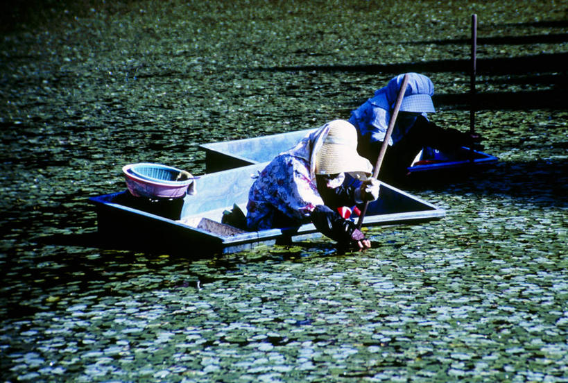 东方人,两个人,农田,坐,交叉,横图,室外,白天,侧面,庄稼,河流,水,竹子,帽子,叶子,亚洲,戴,竹制,服装,编织,篮子,河水,水流,绿叶,注视,休闲装,黄种人,衣服,遮阳帽,竹篮,观察,看,休闲,休闲服,嫩叶,服饰,观看,竹条,交织,戴着,察看,竹制品,关注,穿插,男人,男性,女人,女性,中年男性,中年女性,亚洲人,叶,叶片,坐着,半身,彩图,耕地,庄稼田