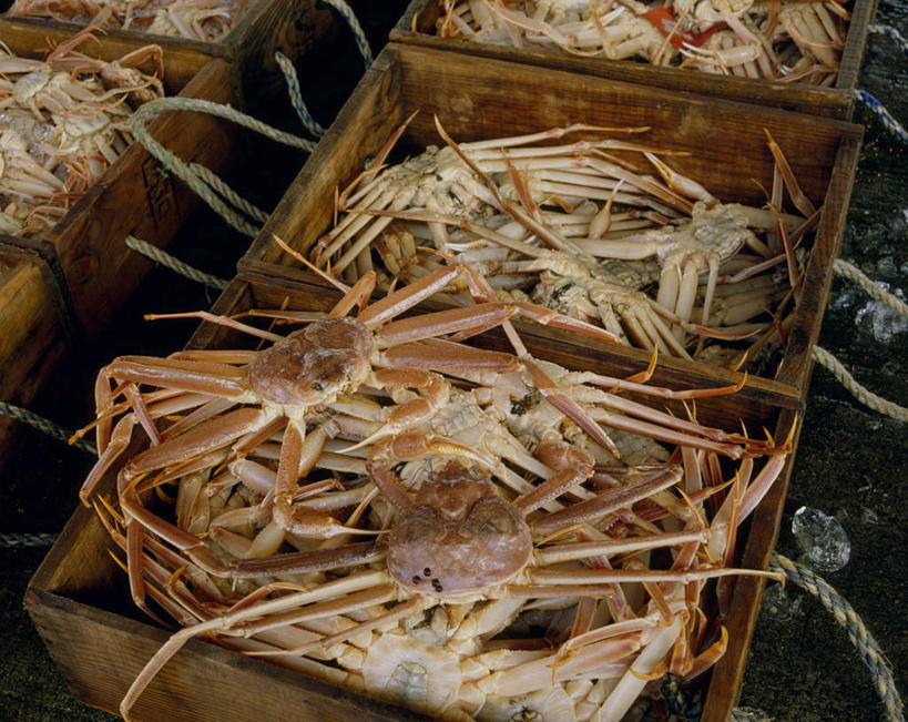 海鲜,蟹,无人,横图,俯视,室外,白天,植物,日本,亚洲,枯萎,木制,螃蟹,木盒,桶,枯草,水产,海洋生物,草,黄色,木制品,容器,储藏,储存,水生动物,海产品,水生物,东亚,海底动物,日本国,彩图,高角度拍摄,全身,贮存