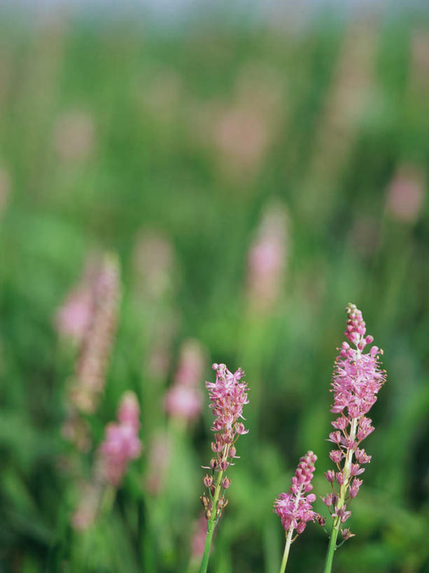 无人,竖图,室外,特写,白天,正面,花海,花圃,美景,叶子,东京,日本,亚洲,朦胧,模糊,盛开,景观,花蕾,花,花瓣,花朵,鲜花,粉色,绿色,自然,花丛,花束,花田,花苞,花蕊,景色,自然风光,东亚,本州,关东地方,本州岛,日本国,东京都,天蒜,日野市,日野,彩图,鲜白头,石枣儿,山大蒜,绵枣儿,地枣,地兰