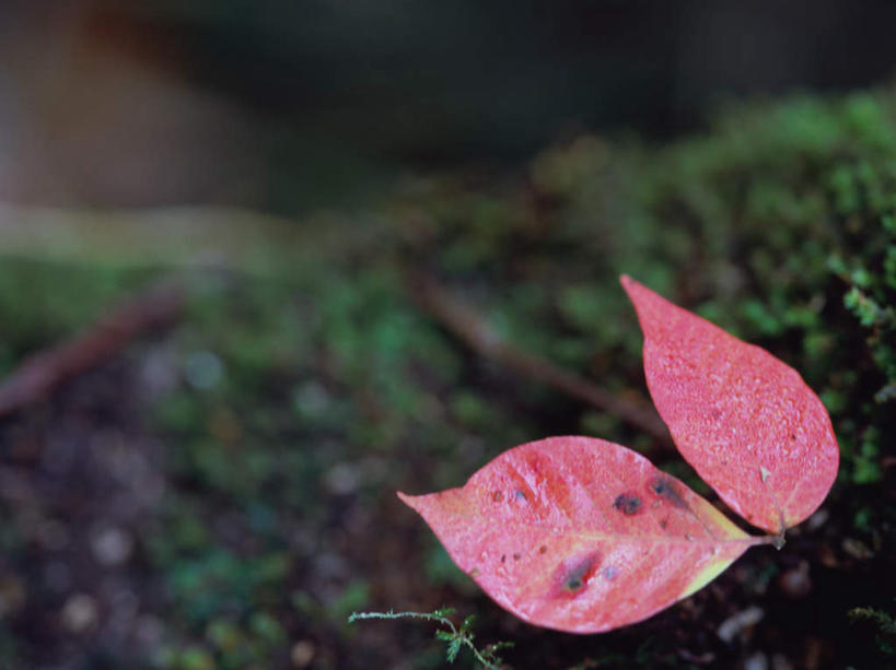 无人,横图,俯视,室外,特写,白天,美景,秋季,叶子,日本,亚洲,朦胧,模糊,景观,长春藤,常春藤,枯叶,落叶,自然,景色,自然风光,东亚,本州,关东地方,本州岛,日本国,群马,群马县,永恒,不朽,忠实,洋常春藤,叶,叶片,秋,秋天,彩图,高角度拍摄,常青藤