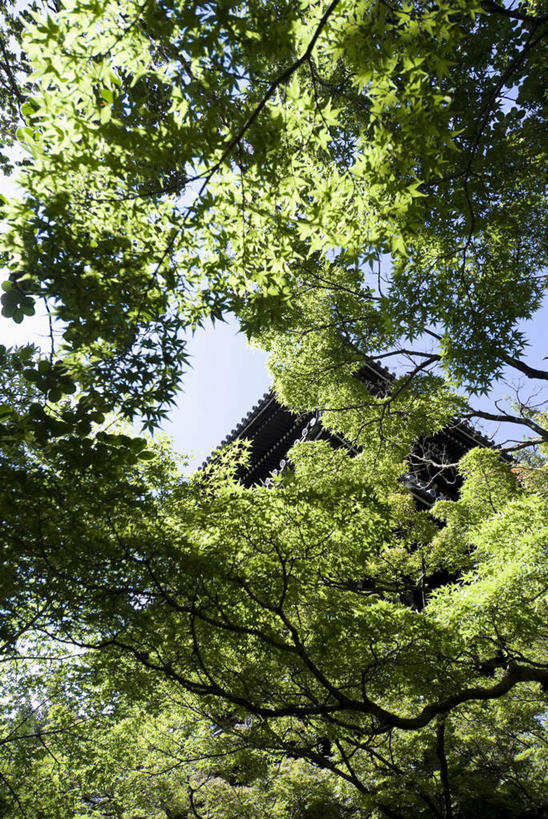 无人,寺庙,竖图,室外,白天,仰视,旅游,度假,树林,植物,标志建筑,地标,建筑,京都,日本,亚洲,阴影,节日,光线,影子,云,云朵,建筑群,塔,云彩,文化,娱乐,建设,宝塔,树,树木,蓝色,绿色,白云,蓝天,天空,阳光,自然,庙宇,天,祈祷,享受,休闲,健康,放松,许愿,宗教,信仰,京都府,生长,成长,纪念,祈求,东亚,本州,本州岛,日本国,近畿地方,近畿,浮图,浮屠,真如堂,真正极乐寺,左京区,平安,彩图,低角度拍摄,庙,寺