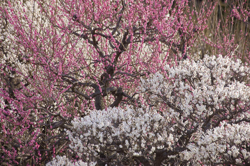 无人,横图,室外,白天,正面,旅游,度假,美景,植物,日本,亚洲,朦胧,模糊,盛开,景观,杏花,花蕾,娱乐,花,花瓣,花朵,鲜花,树,树木,绿色,自然,花苞,花蕊,享受,休闲,景色,放松,大阪,生长,成长,自然风光,东亚,本州,大阪府,本州岛,日本国,近畿地方,近畿,彩图