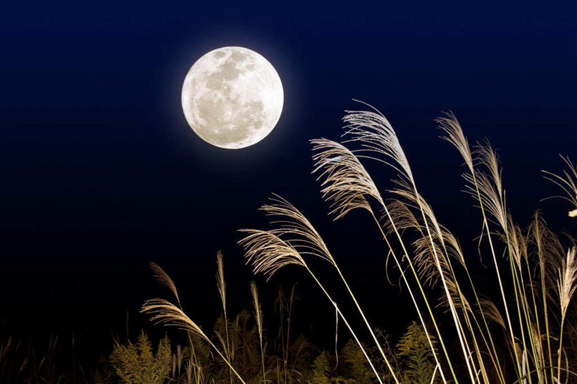 无人,横图,室外,夜晚,仰视,美景,日本,亚洲,景观,月亮,满月,月光,草,自然,景色,明亮,自然风光,东亚,本州,本州岛,日本国,近畿地方,近畿,滋贺,滋贺县,皎洁,彩图,低角度拍摄