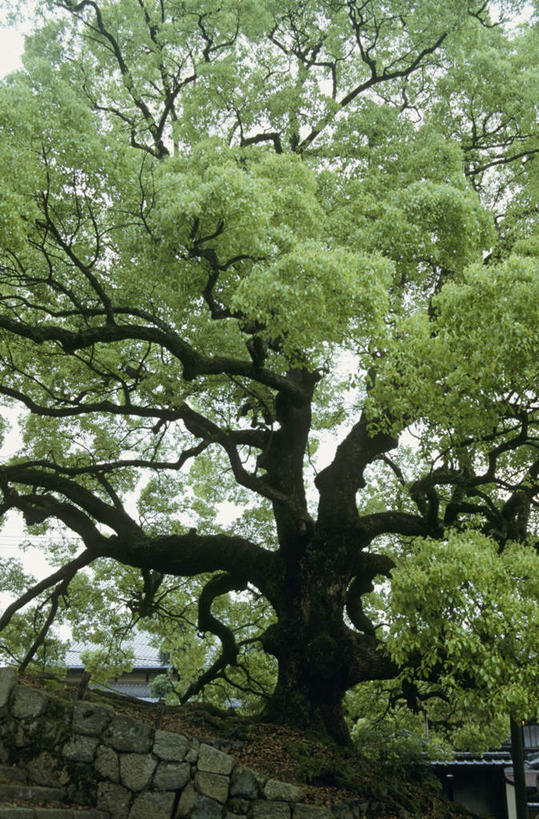 无人,竖图,室外,白天,仰视,植物,樟树,叶子,京都,日本,亚洲,绿叶,树,树木,绿色,自然,嫩叶,京都府,生长,成长,东亚,本州,本州岛,日本国,近畿地方,近畿,番樟,芳樟树,叶,叶片,香樟,木樟,彩图,低角度拍摄