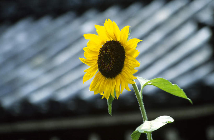 无人,横图,室外,特写,白天,仰视,向日葵,京都,日本,亚洲,朦胧,模糊,盛开,花蕾,花,花瓣,花朵,鲜花,一朵,花苞,花蕊,京都府,东亚,本州,本州岛,日本国,近畿地方,近畿,朝阳花,望日莲,向阳花,转日莲,彩图,低角度拍摄