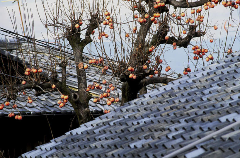 无人,横图,室外,白天,仰视,度假,美景,植物,城市风光,城市,柿子,京都,日本,亚洲,瓦片,屋顶,屋檐,景观,柿子树,顶棚,娱乐,檐,树,树木,绿色,自然,享受,休闲,景色,放松,京都府,生长,成长,东亚,本州,本州岛,日本国,近畿地方,近畿,彩图,低角度拍摄