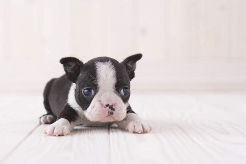 无人,横图,室内,白天,白色背景,正面,地板,宠物,狗,梗犬,地面,注视,波士顿犬,木地板,一只,动物,观察,看,趴着,可爱,摄影,影棚,观看,察看,关注,波士顿狗,忠诚,波士顿更,波士顿梗,波士顿梗犬,犬,趴,彩图,全身,影棚拍摄,拍摄