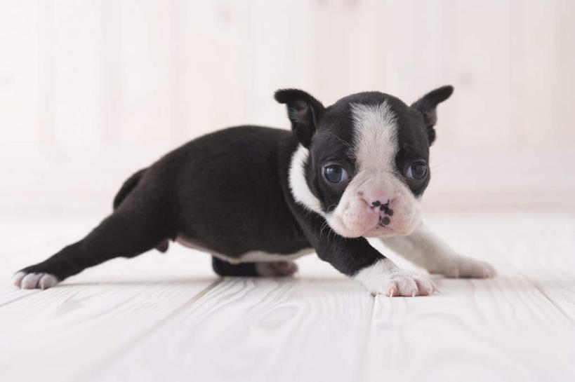 无人,横图,室内,白天,白色背景,侧面,地板,宠物,狗,梗犬,地面,注视,波士顿犬,木地板,一只,动物,观察,看,趴着,可爱,摄影,影棚,观看,察看,关注,波士顿狗,忠诚,波士顿更,波士顿梗,波士顿梗犬,犬,趴,彩图,全身,影棚拍摄,拍摄