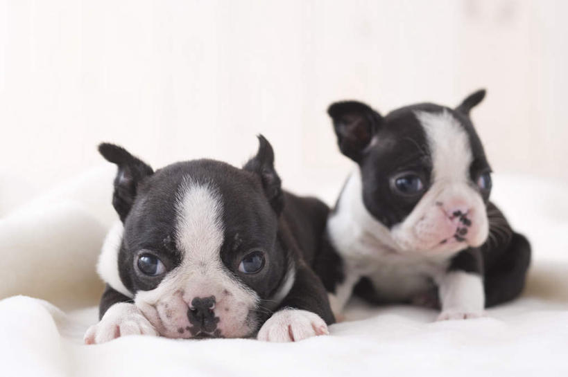 无人,横图,室内,白天,白色背景,正面,宠物,狗,朦胧,模糊,毯子,梗犬,注视,波士顿犬,动物,观察,看,趴着,两只,可爱,摄影,影棚,观看,察看,关注,波士顿狗,忠诚,波士顿更,波士顿梗,波士顿梗犬,犬,趴,彩图,全身,影棚拍摄,拍摄