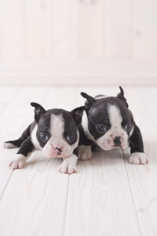 无人,坐,竖图,室内,白天,白色背景,正面,地板,宠物,狗,梗犬,地面,注视,波士顿犬,木地板,动物,观察,看,趴着,两只,可爱,摄影,影棚,观看,察看,关注,波士顿狗,忠诚,波士顿更,波士顿梗,波士顿梗犬,犬,趴,坐着,彩图,全身,影棚拍摄,拍摄