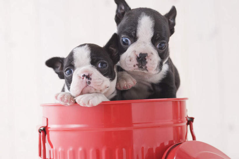 无人,站,横图,室内,白天,白色背景,正面,宠物,狗,桶,梗犬,注视,波士顿犬,动物,容器,观察,看,站着,两只,可爱,摄影,影棚,观看,储藏,察看,储存,关注,波士顿狗,忠诚,波士顿更,波士顿梗,波士顿梗犬,犬,站立,半身,彩图,影棚拍摄,拍摄,贮存