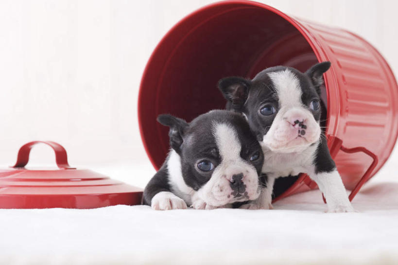 无人,站,横图,室内,白天,白色背景,正面,宠物,狗,桶,梗犬,波士顿犬,动物,容器,站着,两只,可爱,摄影,影棚,储藏,储存,波士顿狗,忠诚,波士顿更,波士顿梗,波士顿梗犬,犬,站立,彩图,全身,影棚拍摄,拍摄,贮存