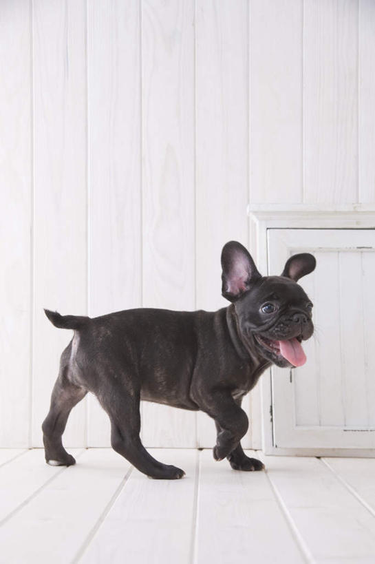 无人,站,竖图,室内,白天,白色背景,侧面,宠物,狗,斗牛犬,注视,吐舌头,一只,动物,观察,看,伸舌头,站着,吐舌,可爱,摄影,影棚,观看,察看,关注,忠诚,犬,站立,彩图,全身,影棚拍摄,拍摄,法国斗牛犬