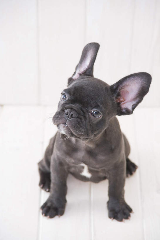 无人,站,竖图,俯视,室内,白天,白色背景,地板,宠物,狗,斗牛犬,地面,注视,木地板,一只,动物,观察,看,站着,可爱,摄影,影棚,观看,察看,关注,忠诚,犬,站立,彩图,高角度拍摄,全身,影棚拍摄,拍摄,法国斗牛犬