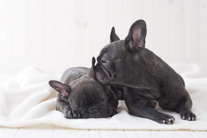 无人,闭眼,睡,横图,室内,白天,正面,宠物,狗,斗牛犬,毯子,动物,趴着,两只,可爱,摄影,影棚,忠诚,犬,闭眼睛,闭着眼,闭着眼睛,困,困觉,趴,寝息,睡觉,彩图,全身,影棚拍摄,拍摄,法国斗牛犬