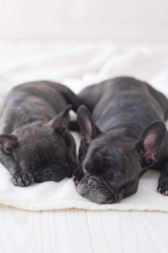 无人,闭眼,睡,竖图,俯视,室内,白天,宠物,狗,朦胧,模糊,斗牛犬,毯子,动物,趴着,两只,可爱,摄影,影棚,忠诚,犬,闭眼睛,闭着眼,闭着眼睛,困,困觉,趴,寝息,睡觉,彩图,高角度拍摄,全身,影棚拍摄,拍摄,法国斗牛犬