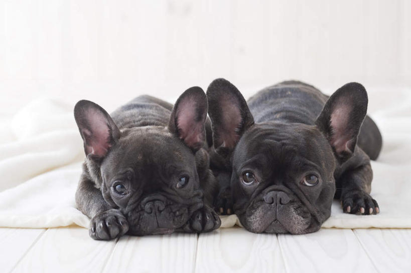 无人,横图,室内,白天,正面,地板,宠物,狗,朦胧,模糊,斗牛犬,毯子,地面,木地板,动物,趴着,可爱,摄影,影棚,忠诚,犬,趴,彩图,全身,影棚拍摄,拍摄,法国斗牛犬