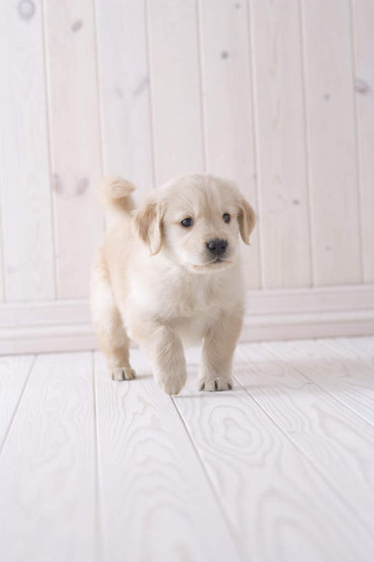 无人,站,竖图,室内,白天,白色背景,正面,地板,宠物,狗,朦胧,模糊,地面,注视,金毛犬,木地板,一只,动物,观察,看,站着,可爱,摄影,影棚,金毛,观看,察看,关注,金毛寻回犬,忠诚,犬,站立,彩图,全身,影棚拍摄,拍摄