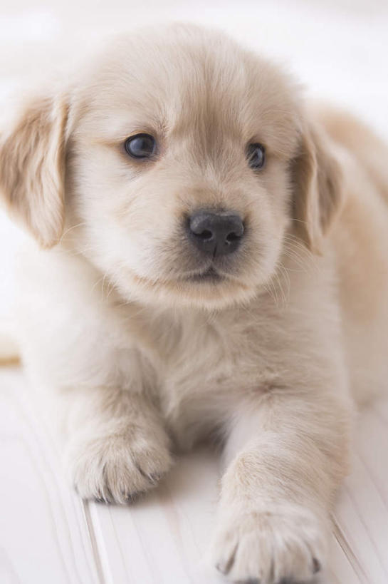 无人,坐,竖图,室内,白天,正面,地板,宠物,狗,朦胧,模糊,地面,注视,金毛犬,木地板,一只,动物,观察,看,可爱,摄影,影棚,金毛,观看,察看,关注,金毛寻回犬,忠诚,犬,坐着,彩图,全身,影棚拍摄,拍摄