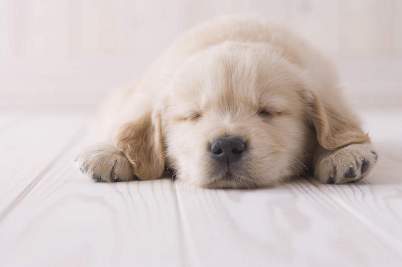 无人,闭眼,睡,横图,室内,白天,正面,地板,宠物,狗,朦胧,模糊,地面,金毛犬,木地板,一只,动物,趴着,可爱,摄影,影棚,金毛,金毛寻回犬,忠诚,犬,闭眼睛,闭着眼,闭着眼睛,困,困觉,趴,寝息,睡觉,彩图,全身,影棚拍摄,拍摄