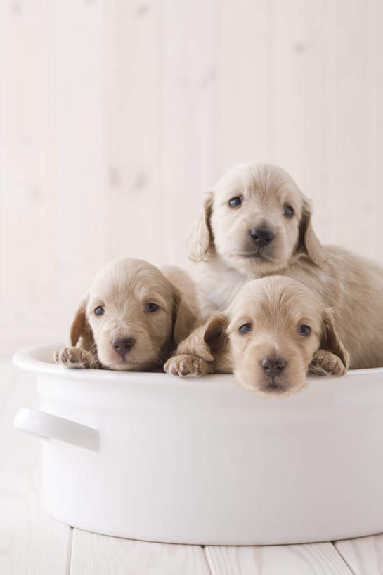 无人,坐,竖图,室内,白天,正面,地板,宠物,狗,三只,腊肠犬,迷你腊肠犬,地面,腊肠狗,木地板,动物,容器,可爱,摄影,影棚,忠诚,迷你腊肠狗,犬,坐着,半身,彩图,影棚拍摄,拍摄